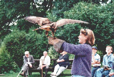 Shelley and a hawk
