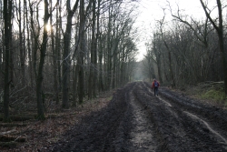 Oostvaarderplassen Muddy track in forest
