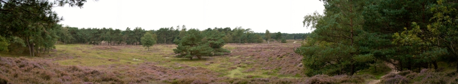 Panorama Heidestein Moor