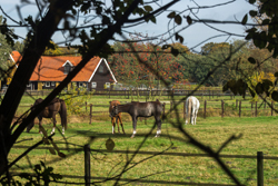 Horses near Soest