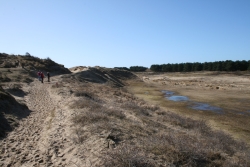 Dunescenery Katwijk Berkheide
