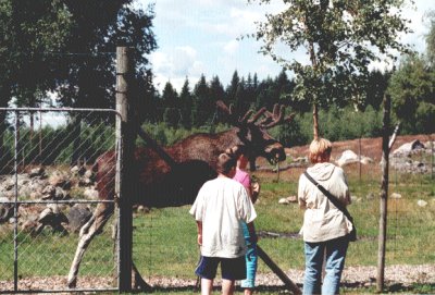moose park