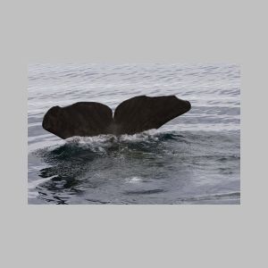 whale15.jpg
